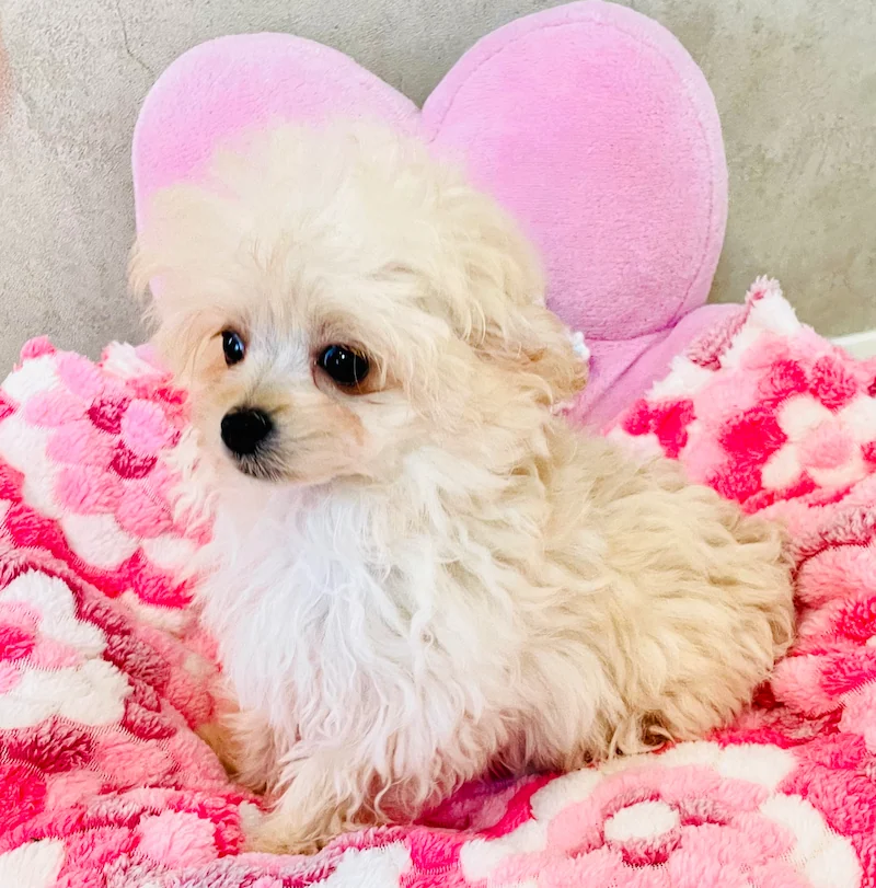 Atelier Kawaii Dogが育てたちわぷー
