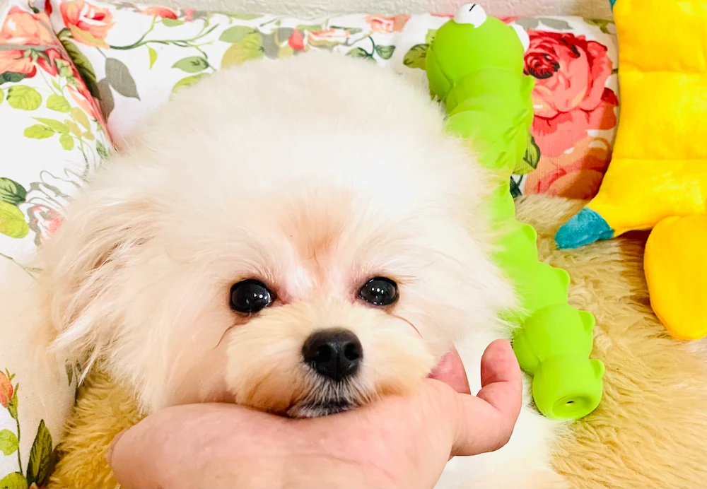 プレミアムMIX犬
ちわぷー　シンジ君　 - クリームのちわぷーぷ✨プレミアムMIX犬✨（ご家族さま募集中❣️・仙台犬舎）