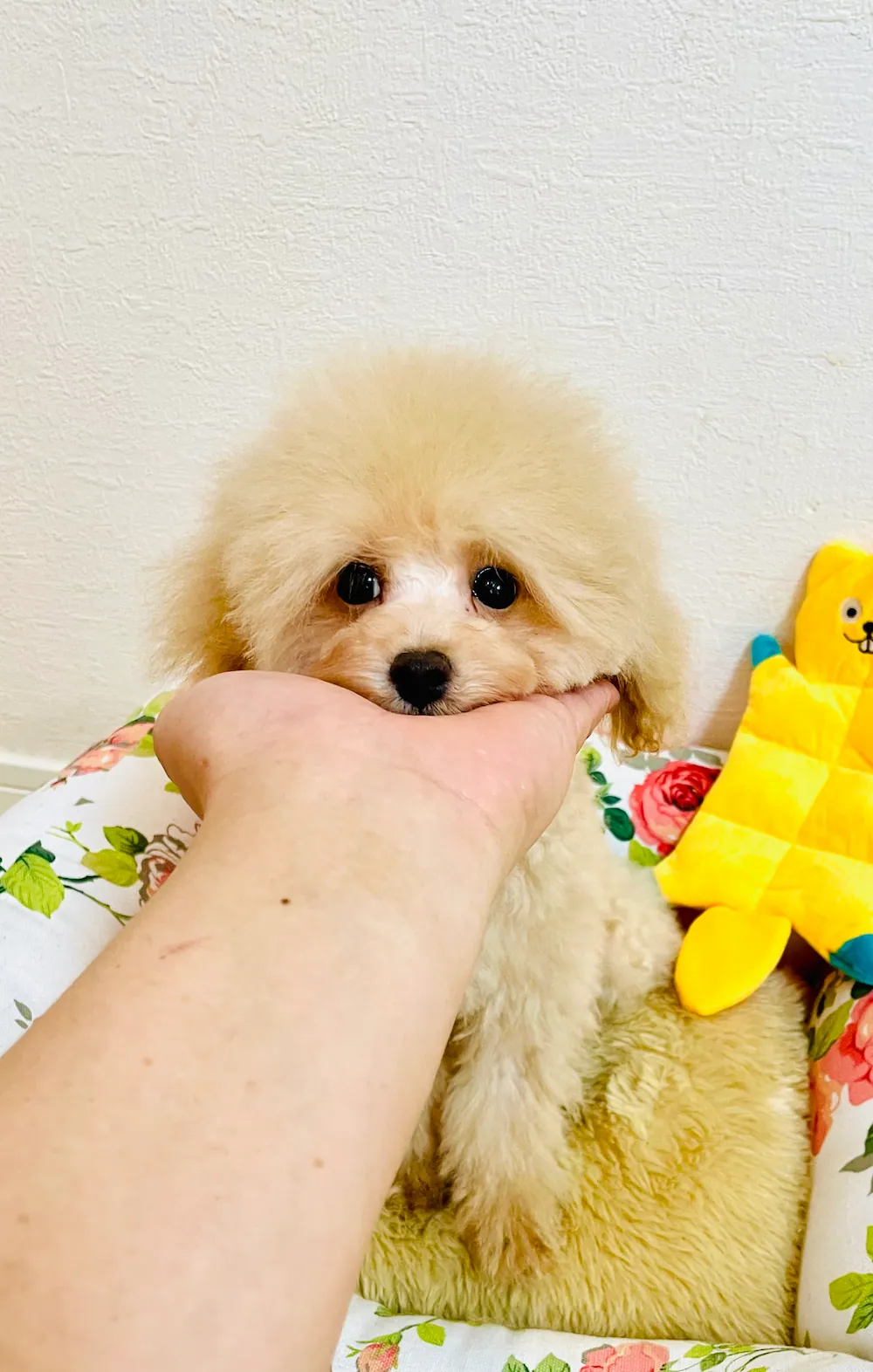 ティーカッププードル トイプードル　もとき君の写真 1