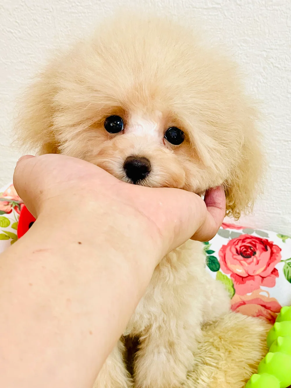 トイプードル　もとき君 - クリームのトイプードル　ティーカップサイズ〜タイニーサイズ（ご家族さま募集中❣️・仙台犬舎）