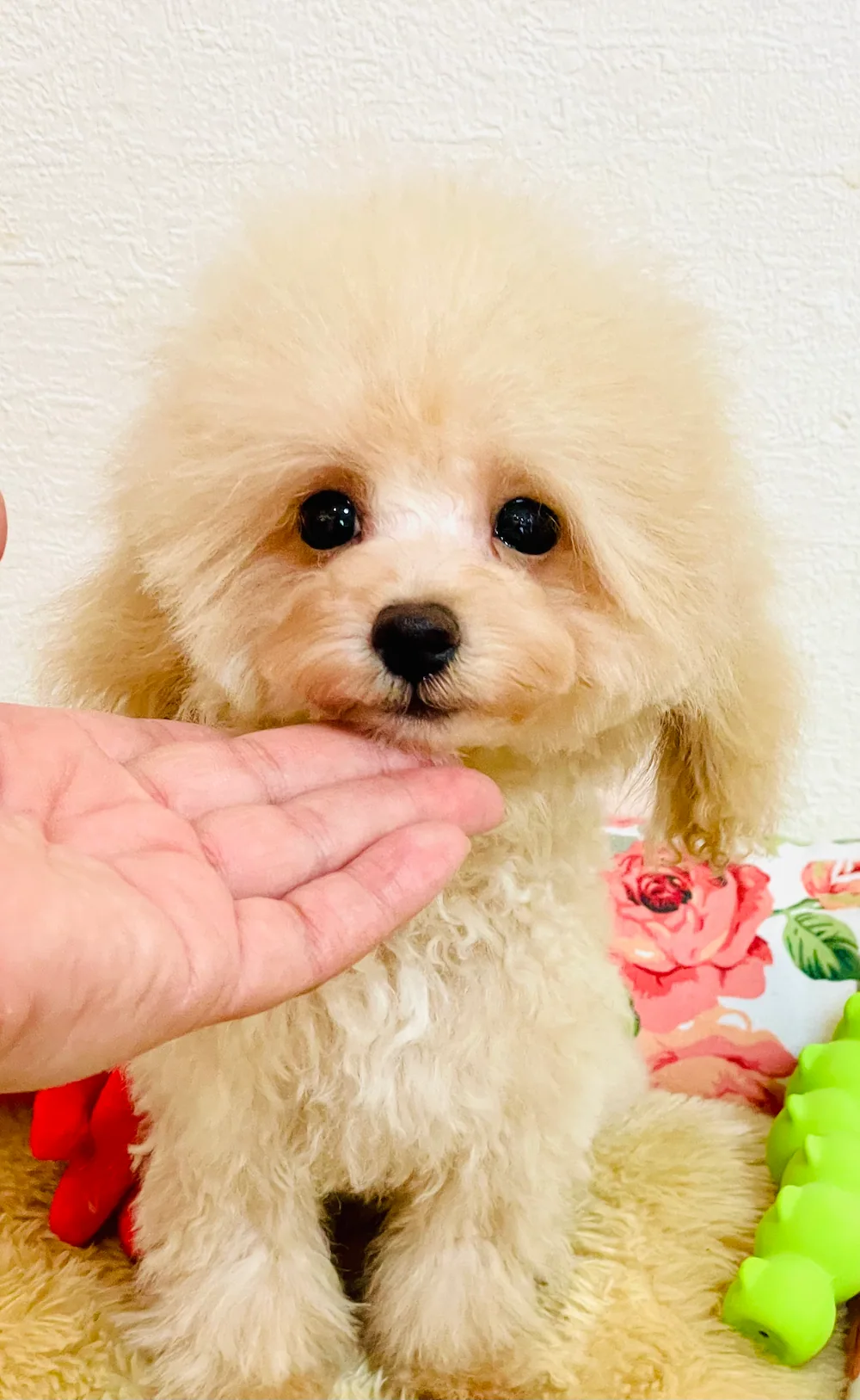 ティーカッププードル トイプードル　もとき君の写真 3