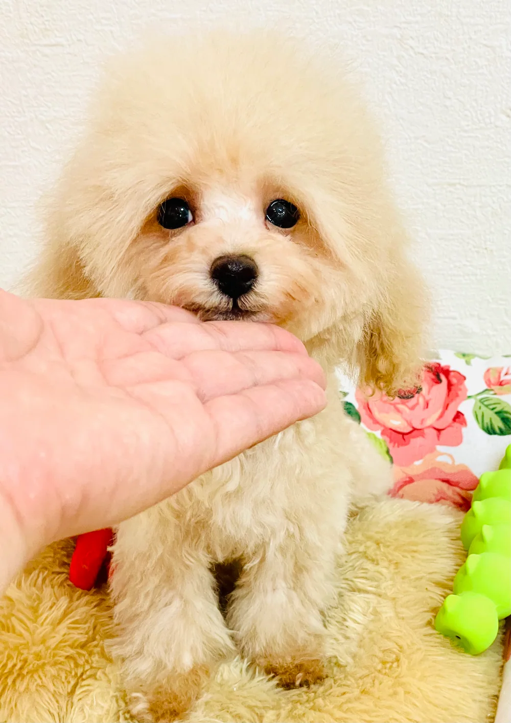 ティーカッププードル トイプードル　もとき君の写真 2