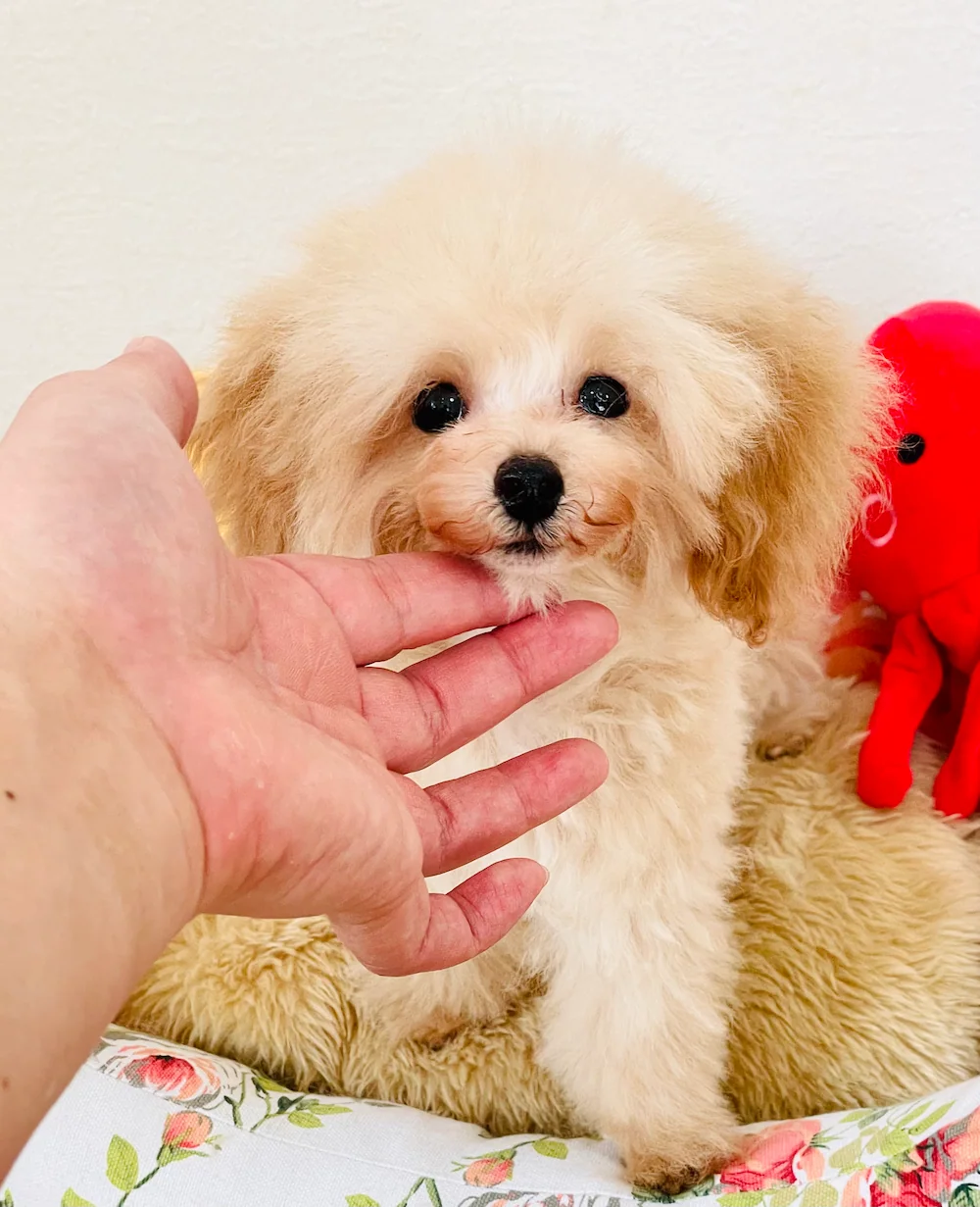 トイプードル　さとし君 - クリームのトイプードル　ティーカップサイズ（ご家族さま募集中❣️・仙台犬舎）